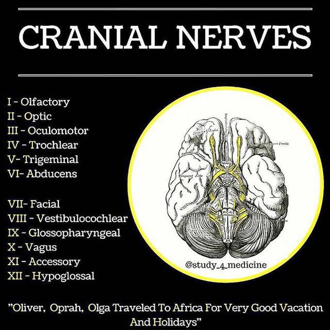 Names of Cranial nerves and a simple formula to Remember - MEDizzy