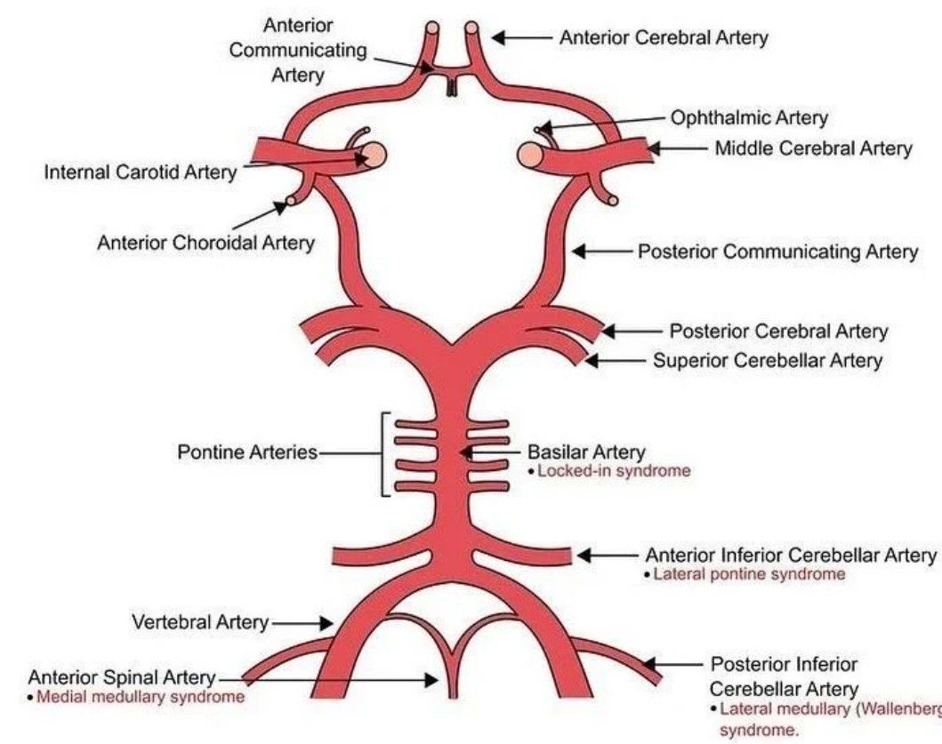 Circle of Willis - MEDizzy