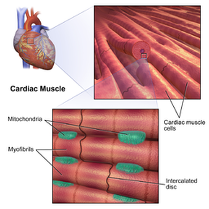 cardiomyocytes