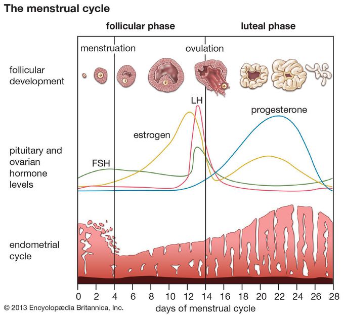 The Menstrual Cycle