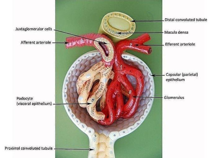 Structure of glomerulus