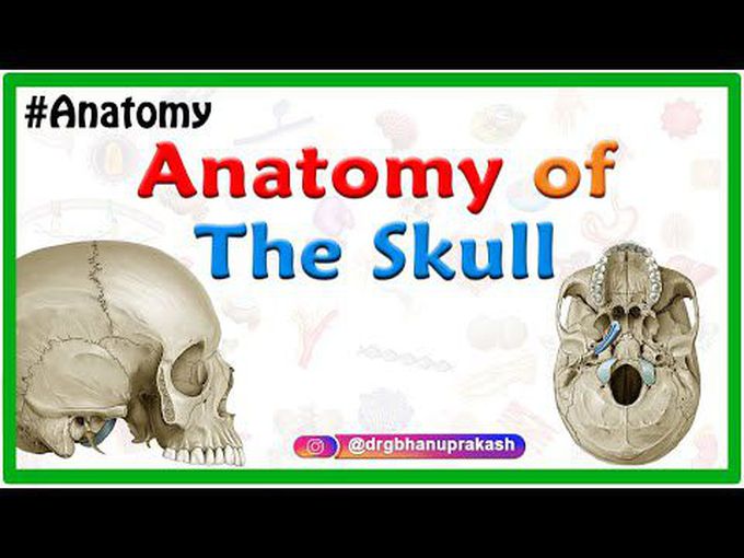 Norma Verticalis and Norma Occipitalis: 3D anatomy tutorial