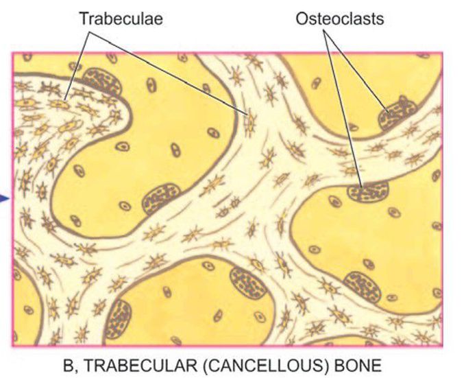 Cancellous bone