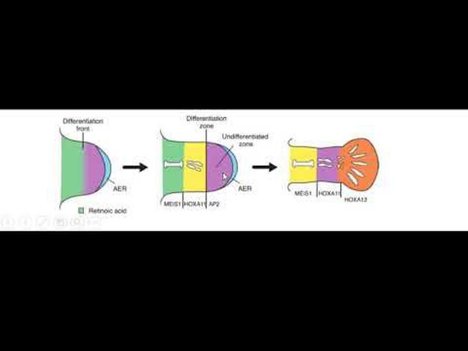 Limb and Muscle Development