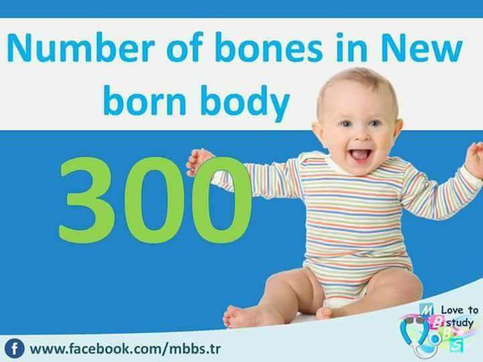 Anatomy facts