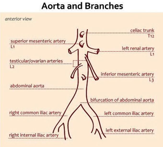 Abdominal Aorta Branches