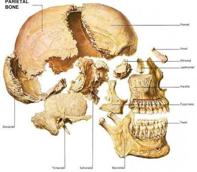 Skull