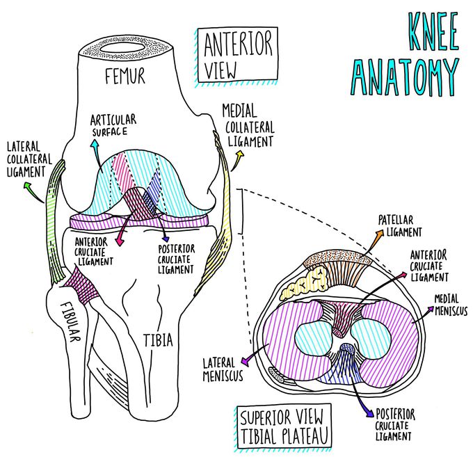 Anatomy of the knee