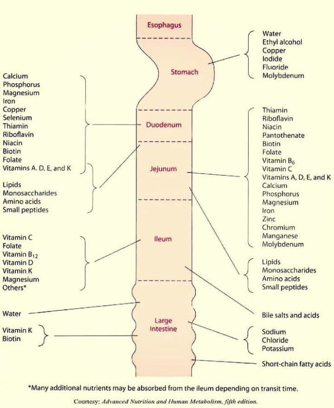 Vitamin and Mineral absorption