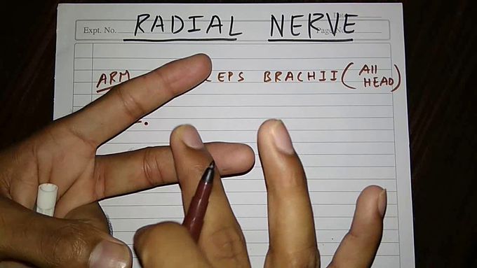 How to draw Radial nerve