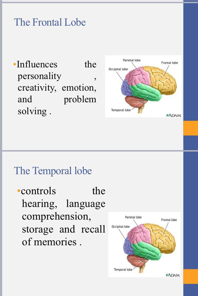 frontal and temporal lob