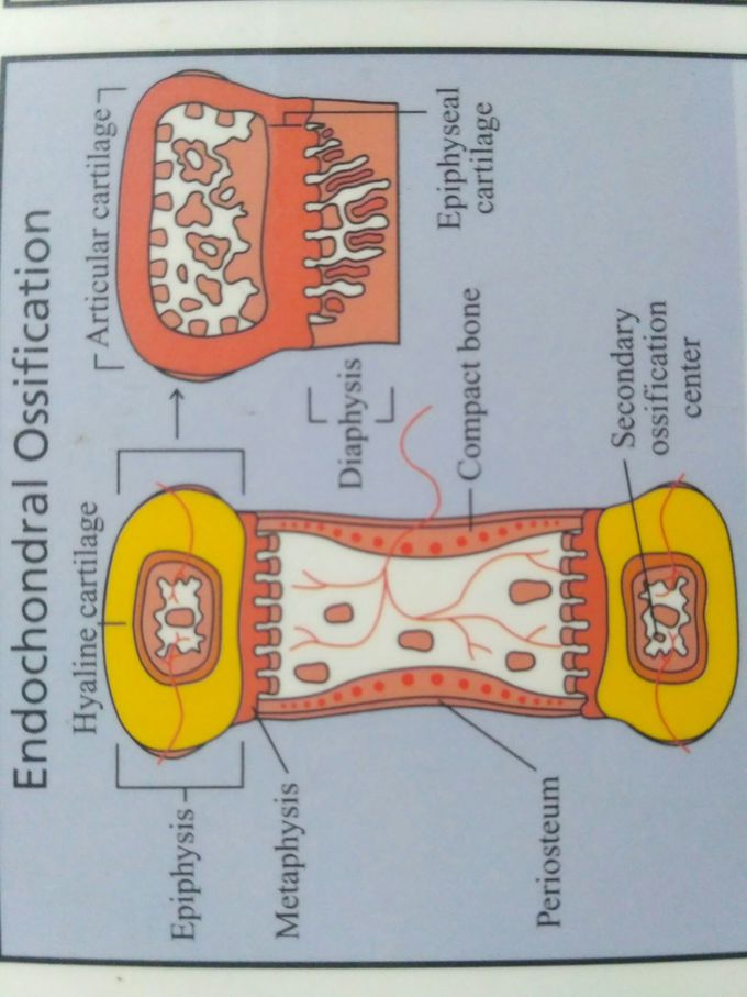 Endochondral ossification