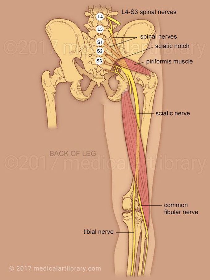 The sciatic nerve is a large nerve in humans and animals. It begins in the lower back and runs through the buttock and down the lower limb. It is the longest and widest single nerve in the human body, going from the top of the leg to the foot on the posterior aspect.