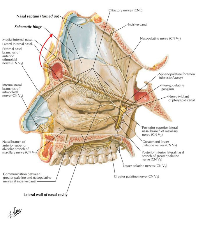 NeuroAnatomy of nasal cavity