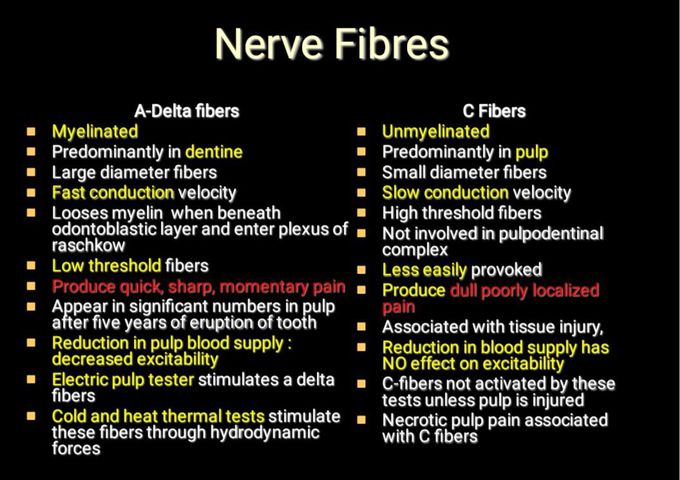 Nerve Fibres in Teeth