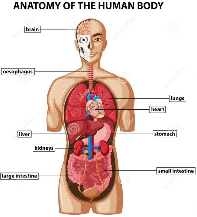 Anatomy of the human body