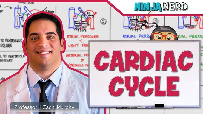 Cardiac cycle-detailed account
