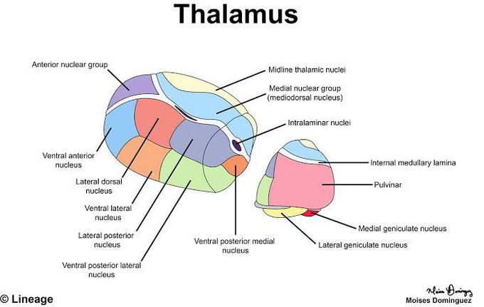 Thalamus anatomy