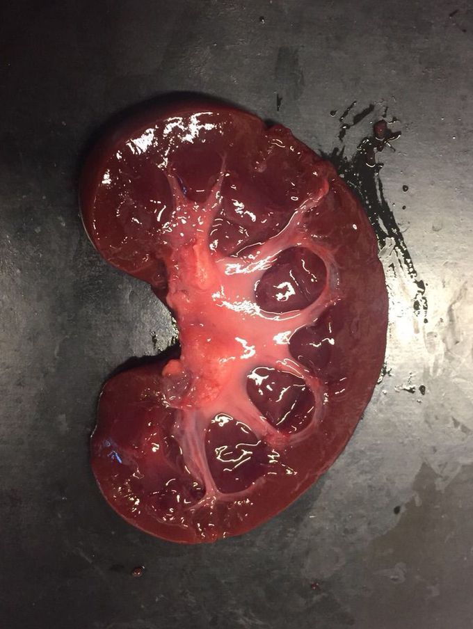 Goat Kidney