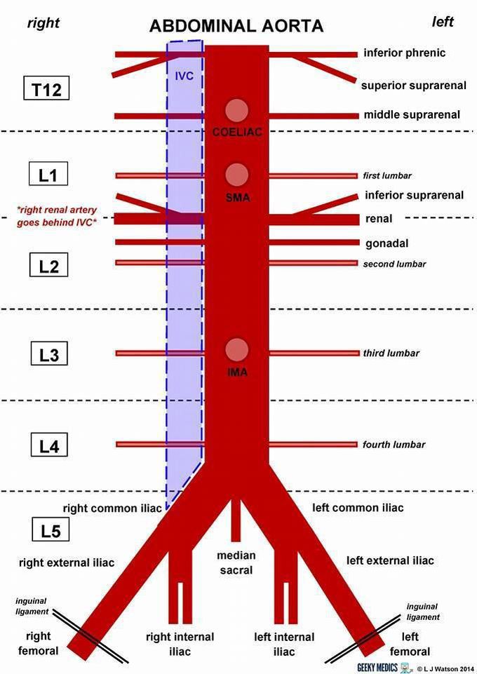 Abdominal aorta