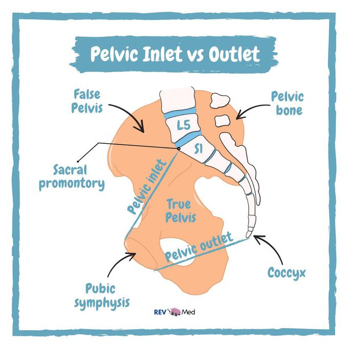 Pelvic Inlet vs Outlet - MEDizzy