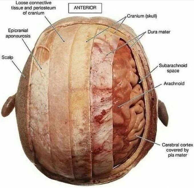 Scalp Anatomy