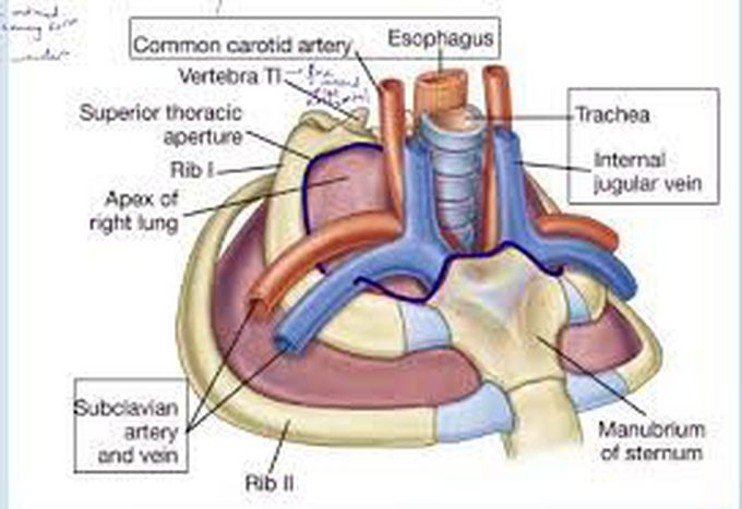 Thoracic Inlet