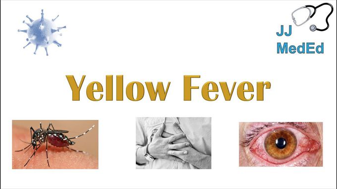 How is yellow fever treated?