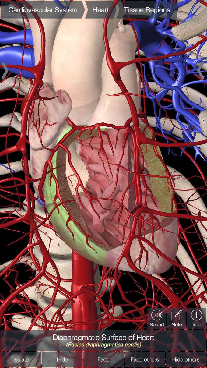 Essential Anatomy - Cardiovascular System