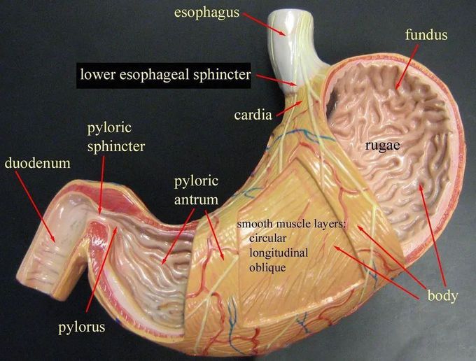 Basic anatomy of the stomach