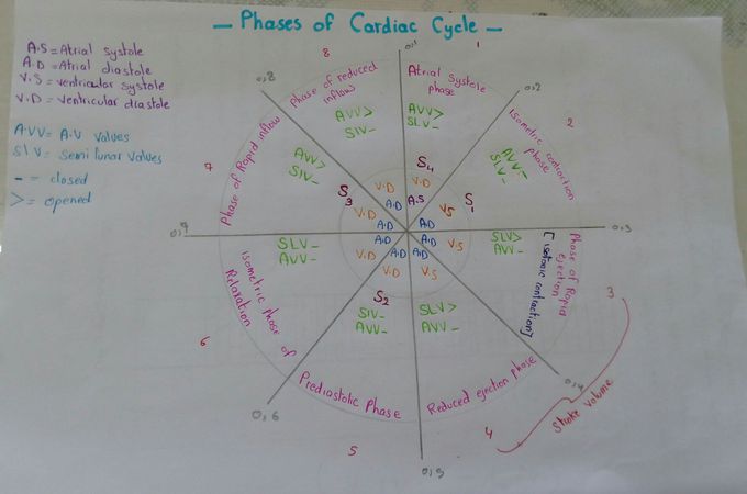 Physiology(cardiac cycle)