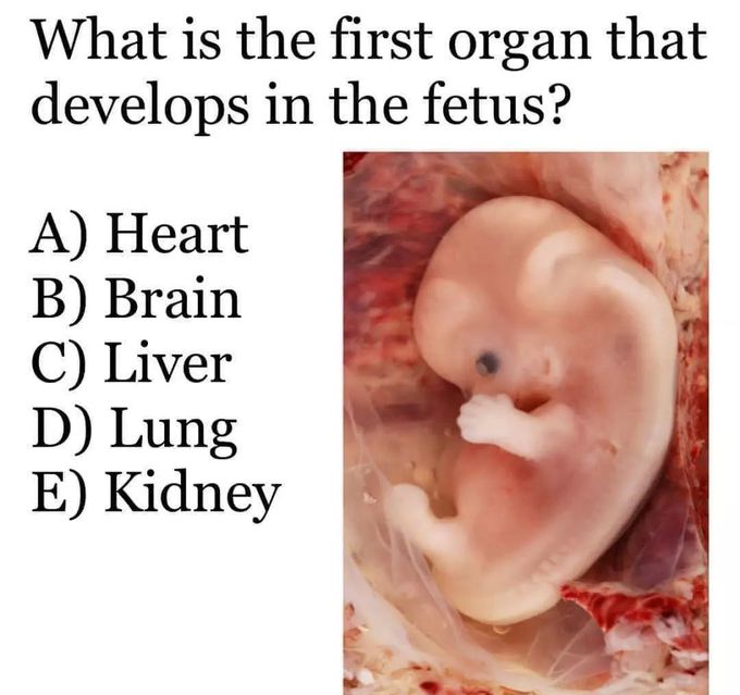 First Organ of the Body