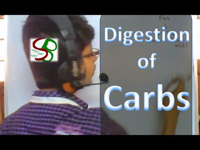 Physiology of carbohydrate digestion