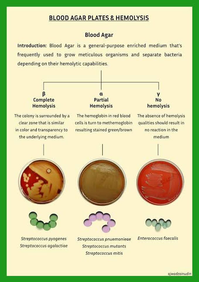 Blood agar plates and hemolysis