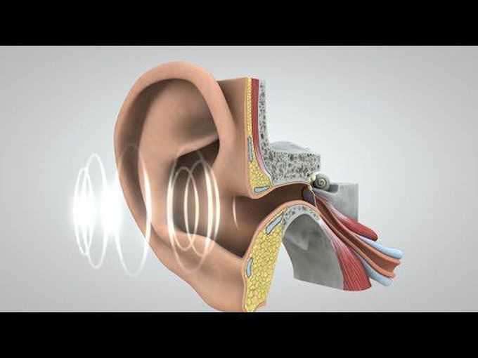 Special senses:
The conduction of sound(animation)