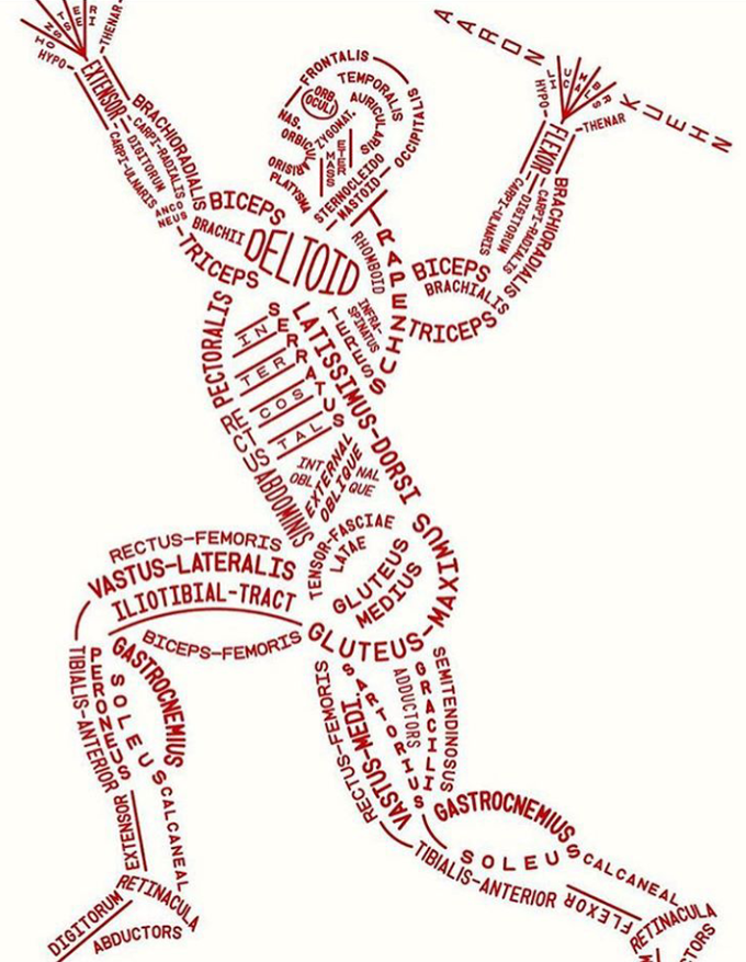 Anatomy