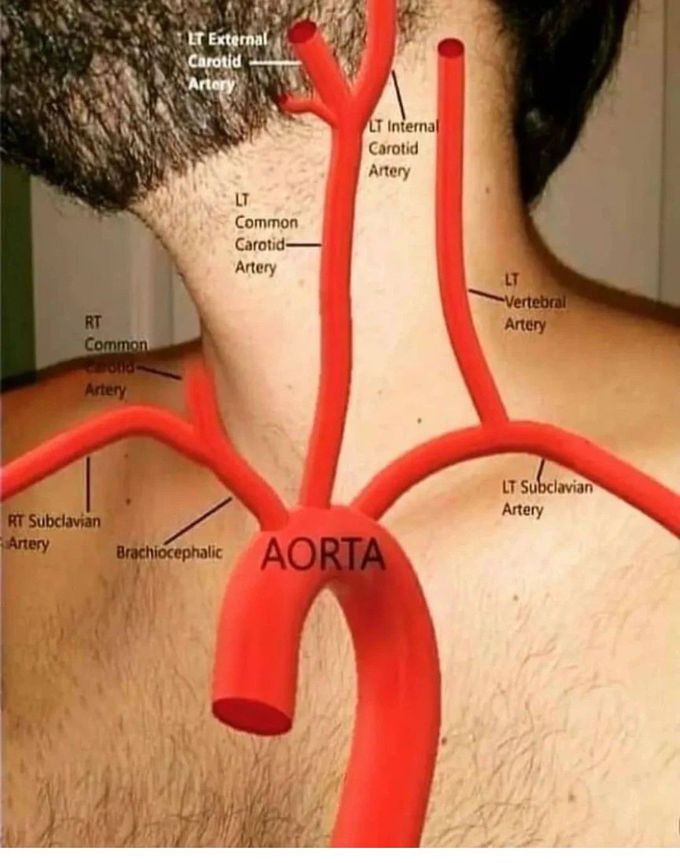 Aorta