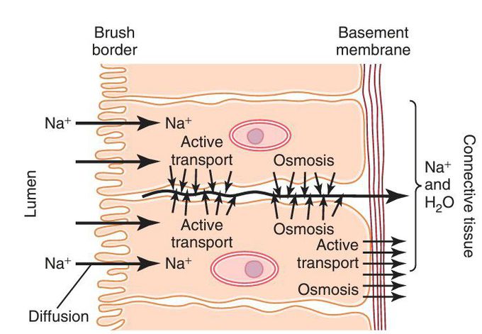 Active transport