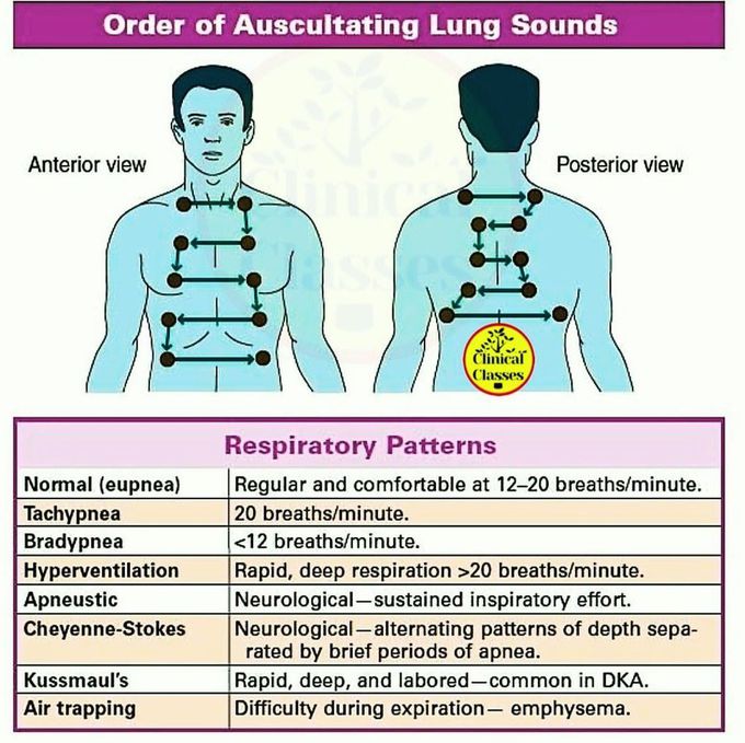 Order of Auscultating Lung Sounds