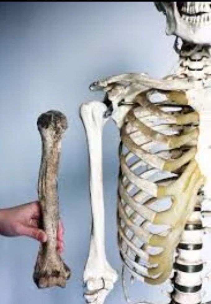 Number of bones in new born BEBY is