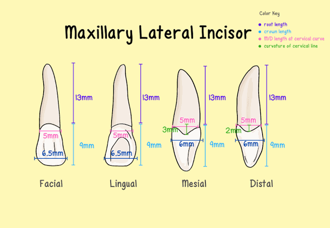 Maxillary lateral incisor