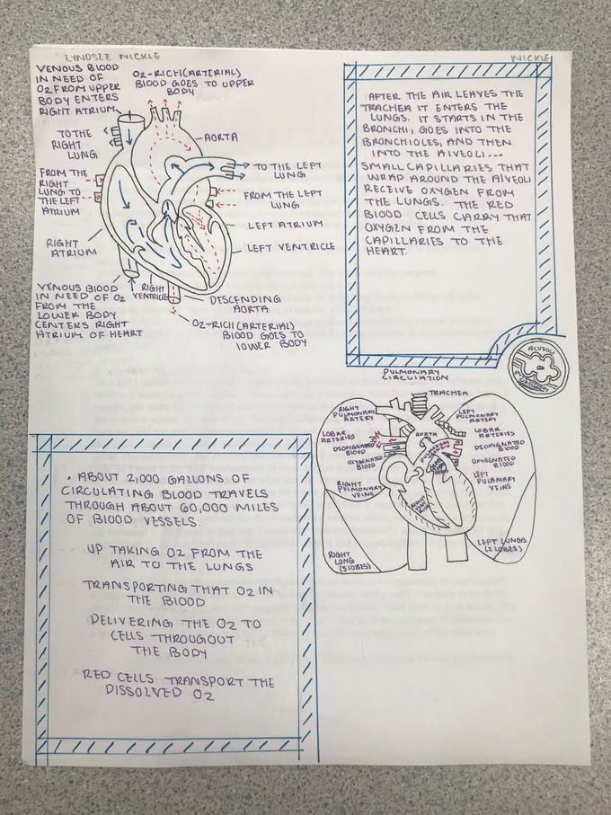 Heart functions