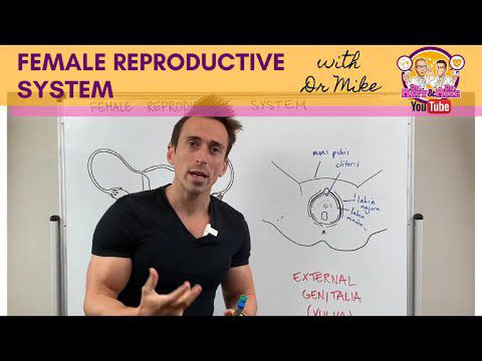 Female Reproductive Tract