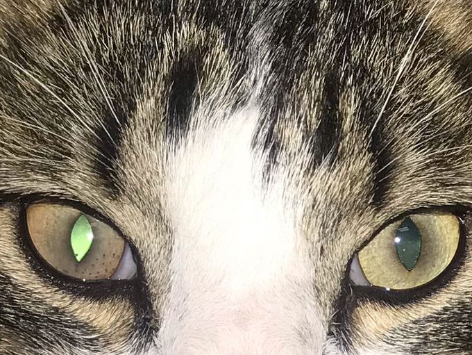 My cat’s left eye has something weird going on