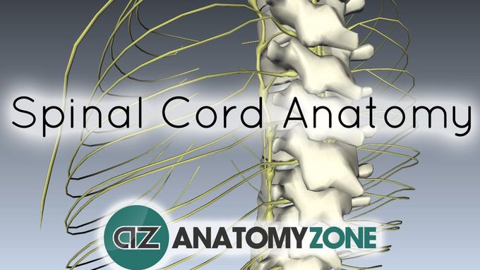 Gross Anatomy of Spinal Cord for Beginners