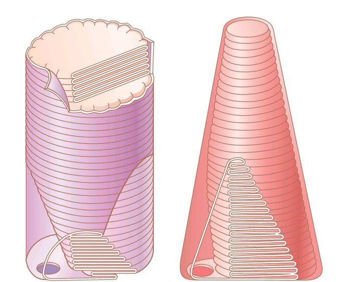 Rod and cone