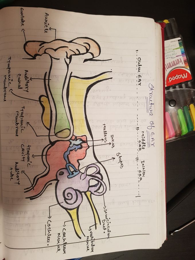 Structure of ear - MEDizzy