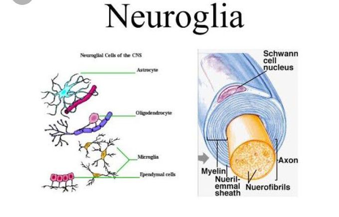 Neuroglia