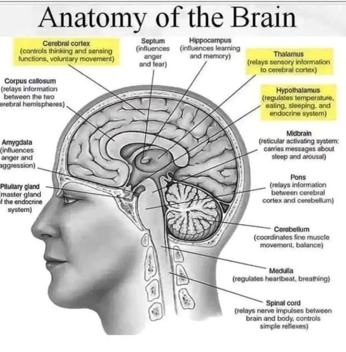 Anatomy of Brain