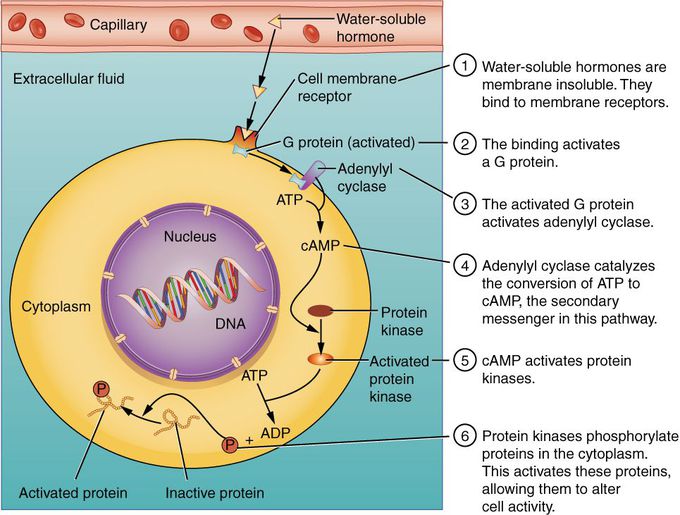 Water soluble hormone action mechanism